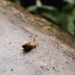 A Snail