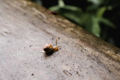 A Snail