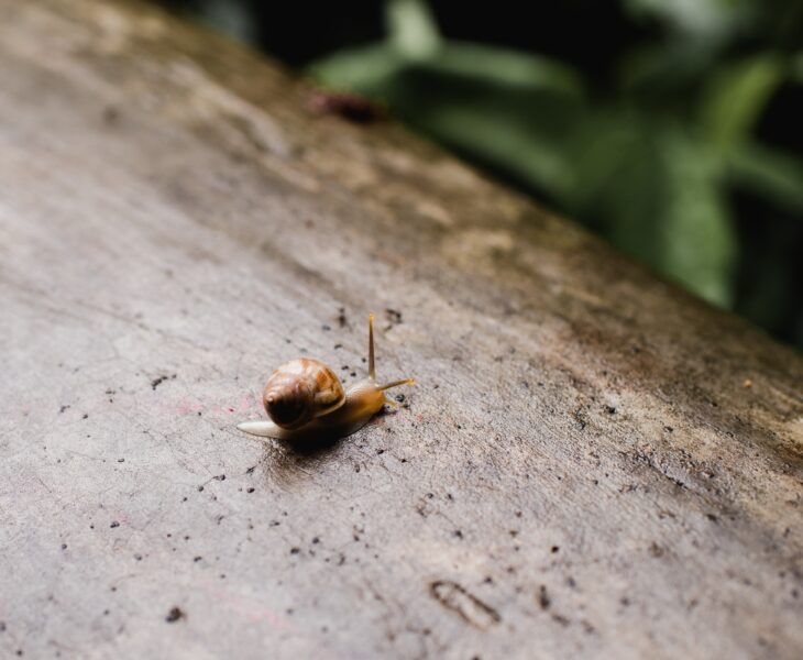 A Snail