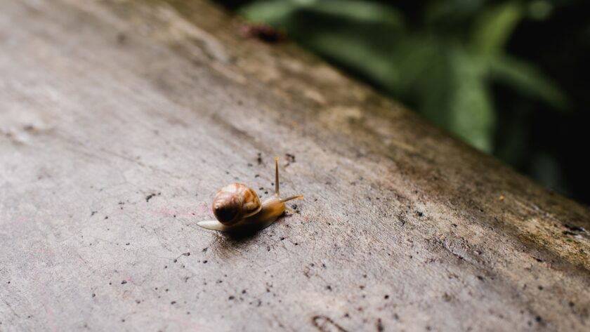 A Snail
