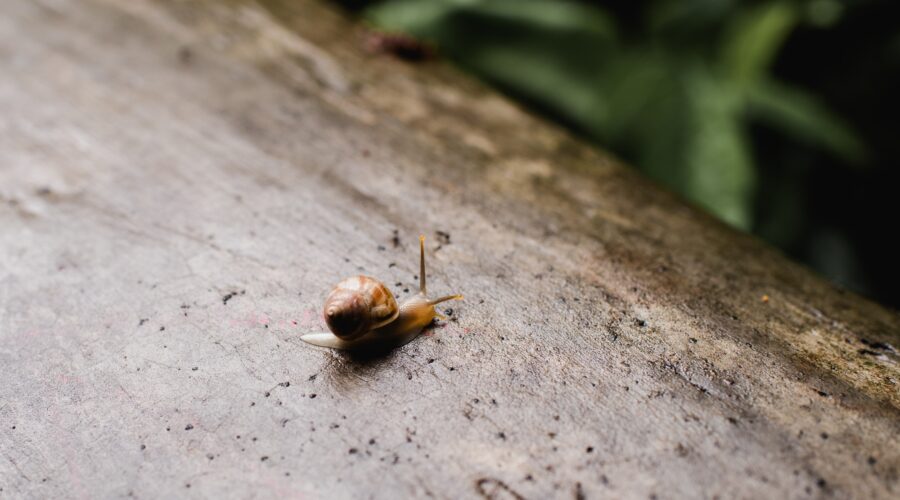 A Snail