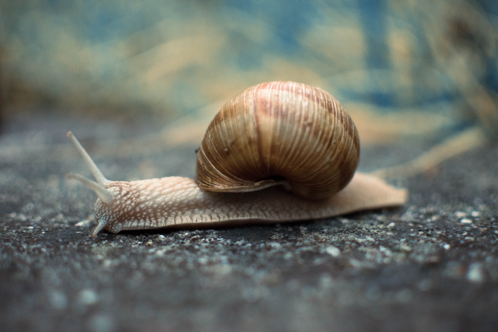Snail