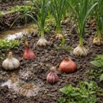 découvrez les erreurs fréquentes à éviter pour réussir la culture des bulbes de légumes alliacés et optimiser votre récolte avec nos conseils pratiques.